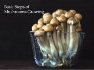 Basic Steps of Mushrooms Growing.pptx