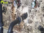 Mold Inspection woodland hills