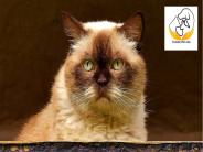 Senior cats care