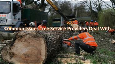 Common Issues Tree Service Providers Deal With