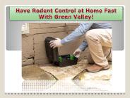 Have Rodent Control at Home Fast With Green Valley!
