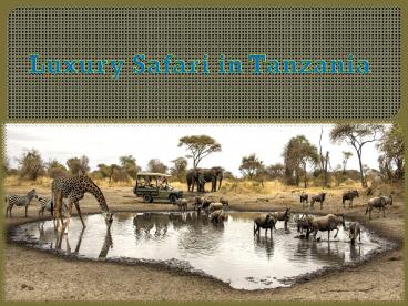 Luxury Safari in Tanzania