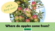 Where does an apple come from?