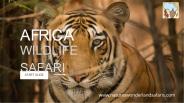 Africa Wildlife Safari