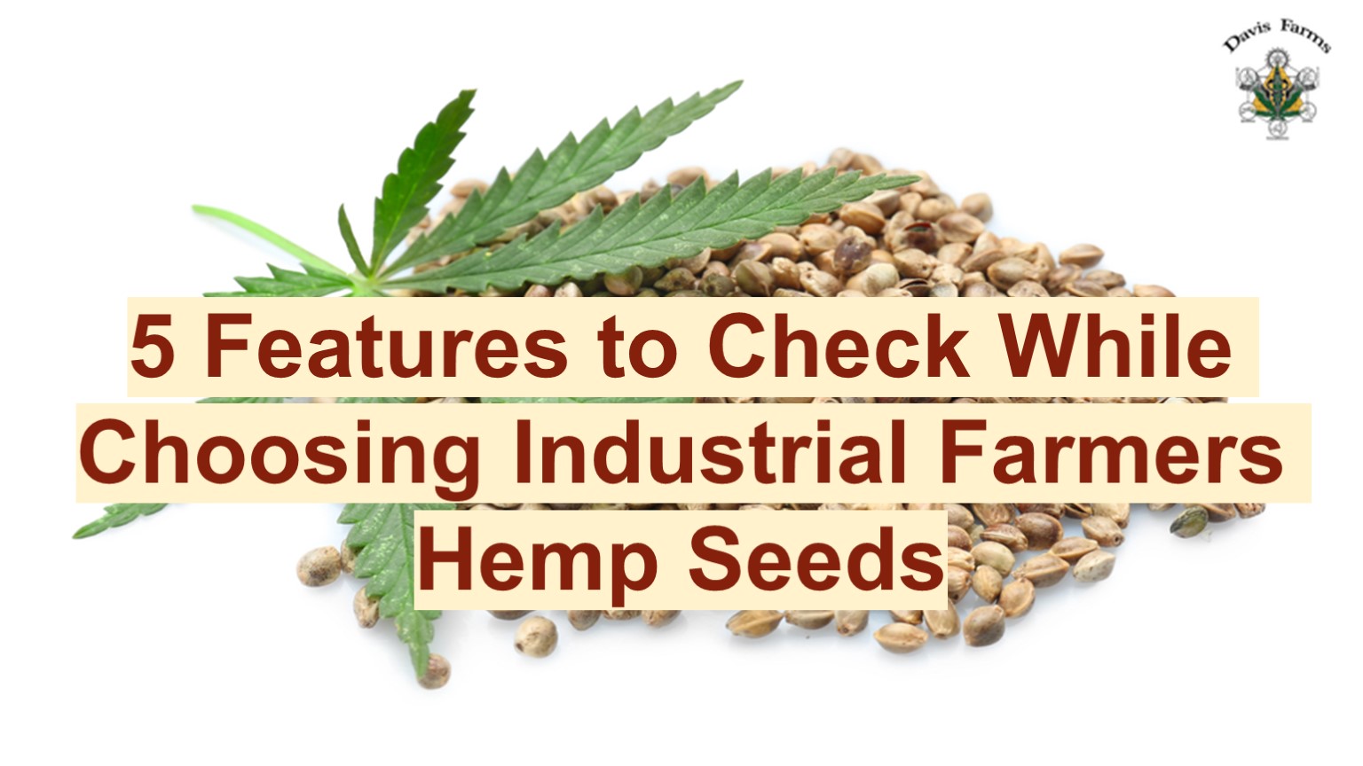 5 Features to Check While Choosing Industrial Farmers Hemp Seeds