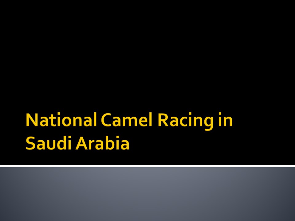National Camel Racing in Saudi Arabia