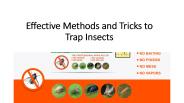 Effective Methods and Tricks to Trap Insects