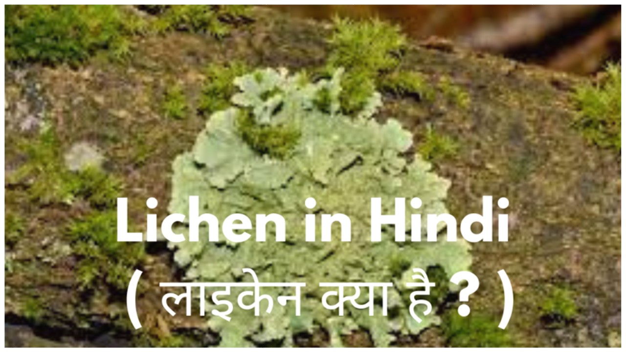 Lichen in Hindi