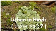 Lichen in Hindi