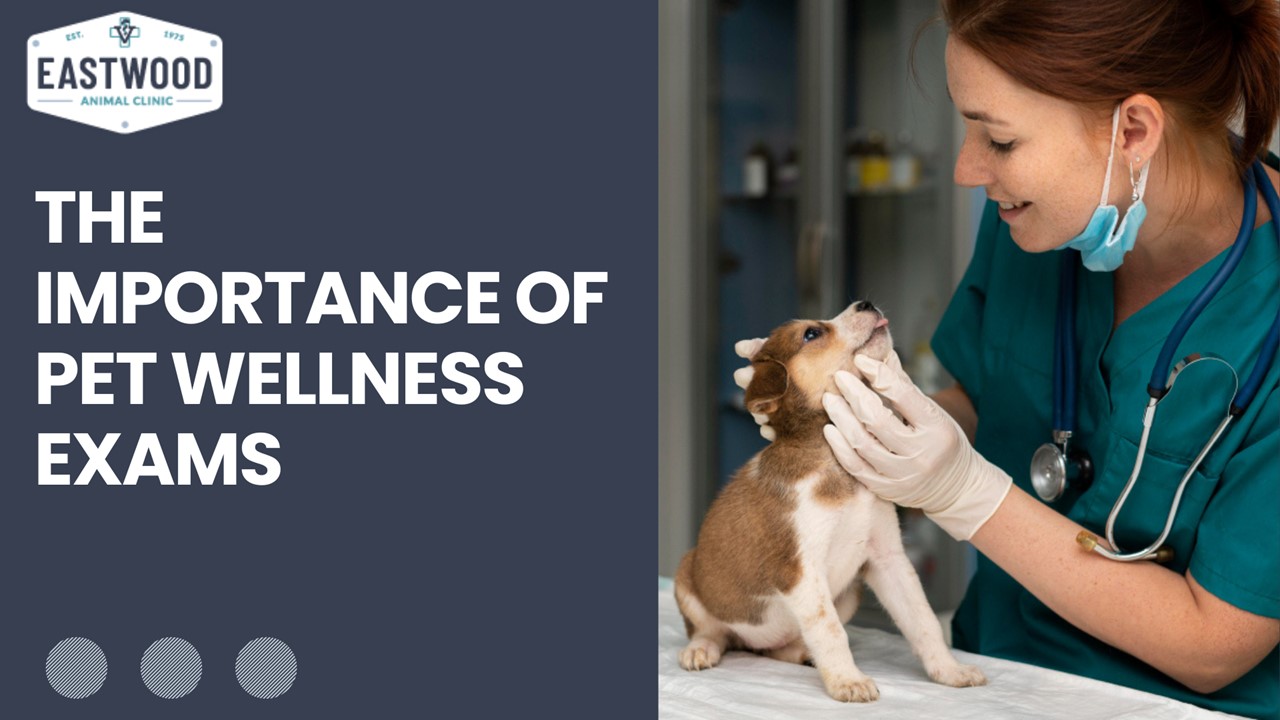 PPT The Importance Of Pet Wellness Exams PowerPoint presentation