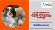 Know All About The Non-shedding Dogs