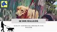 Best Dog Walkers And Pet Sitting Services In Brooklyn