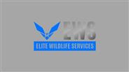 Squirrel Trapping - Elite Wildlife Services