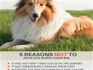 Mobile dog grooming