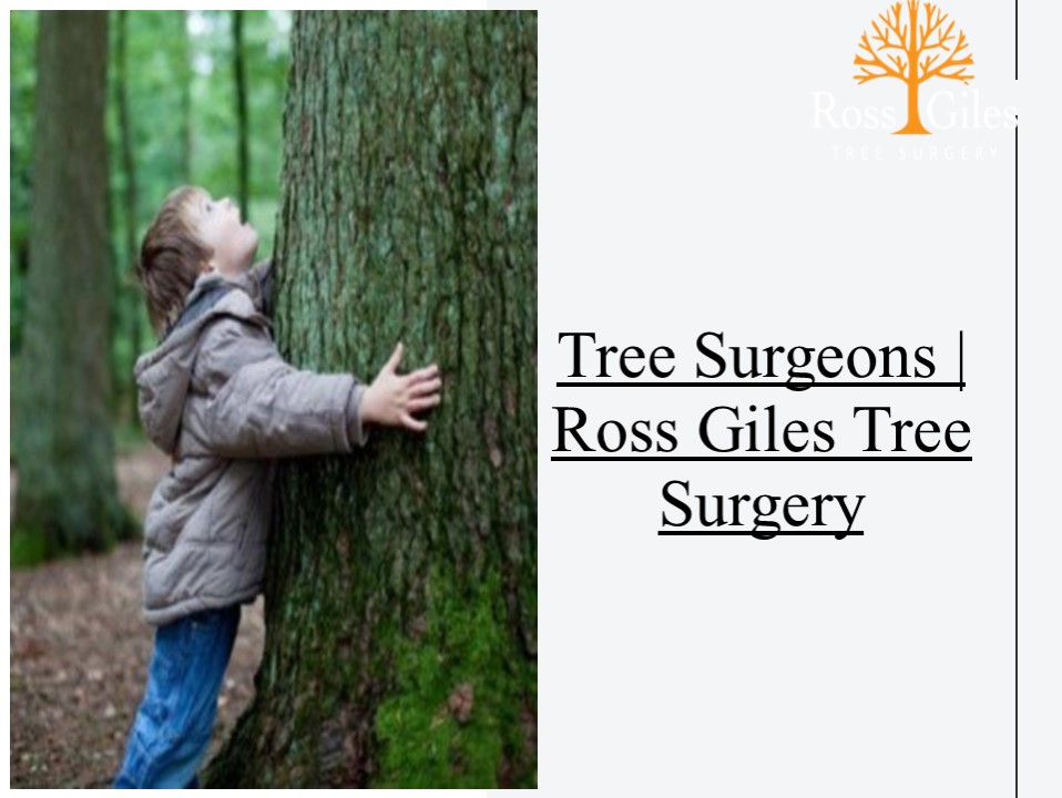 Tree Surgeons Dorchester Dorset