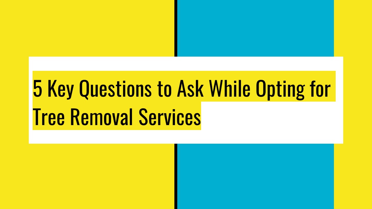 5 Key Questions to Ask While Opting for Tree Removal Services