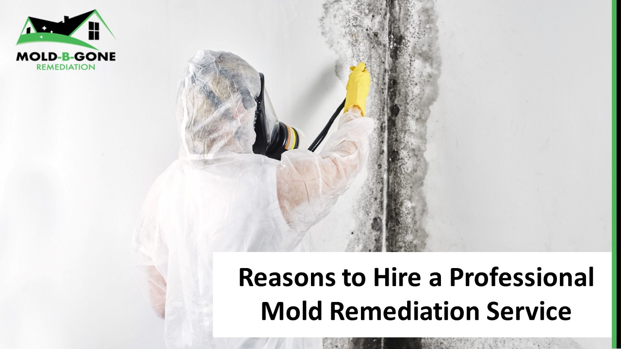 Reasons to Hire a Professional Mold Remediation Service