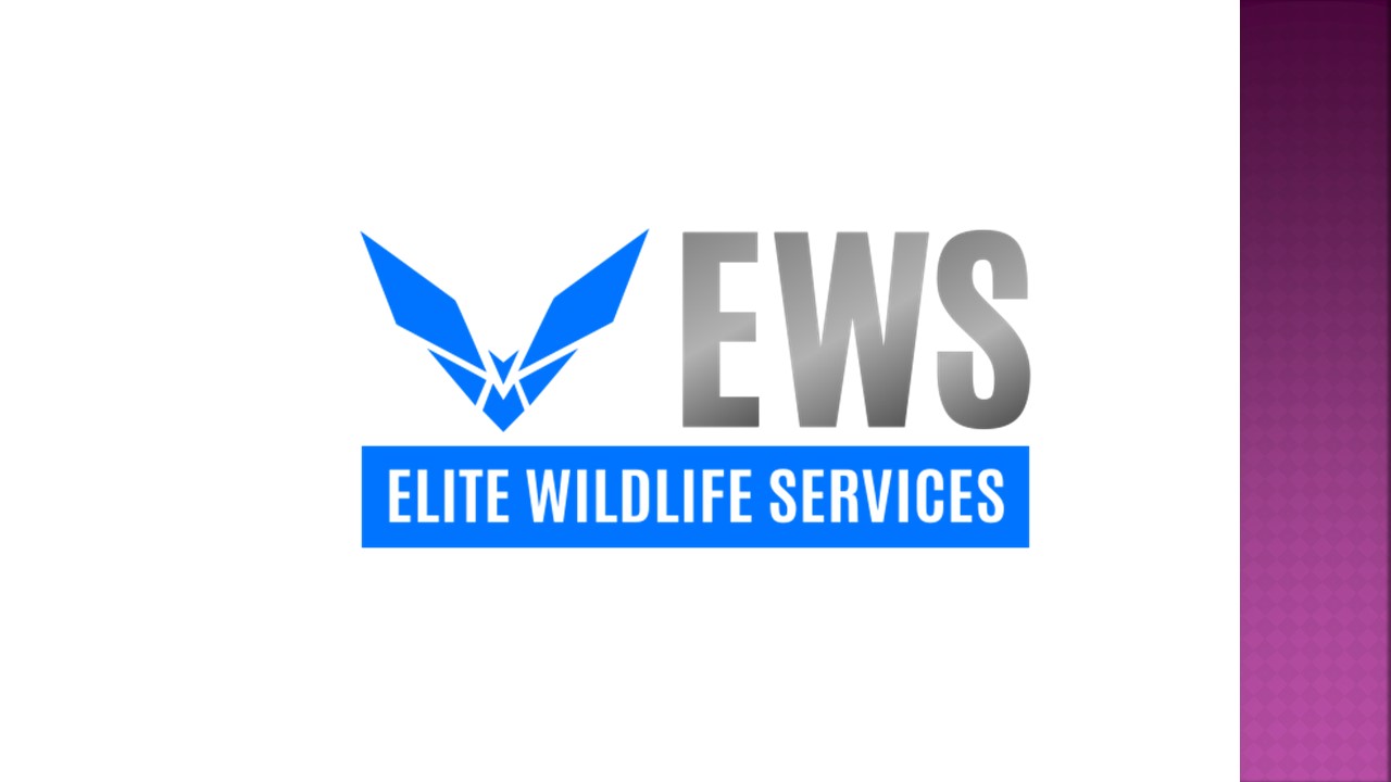 Rodent Control - Elite Wildlife Services (1)