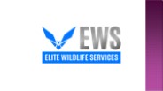 Rodent Control - Elite Wildlife Services (2)