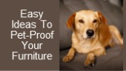 Easy Ideas To Pet-Proof Your Furniture