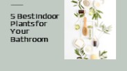 5 Best Indoor Plants For Your Bathroom