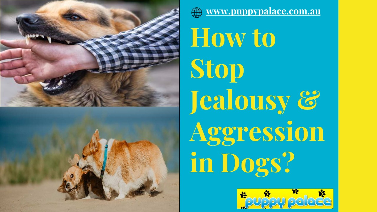 How to Stop Jealousy & Aggression in Dogs?