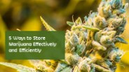5 Ways to Store Marijuana Effectively and Efficiently