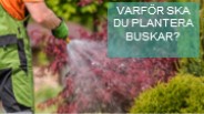 Varför ska du plantera buskar?