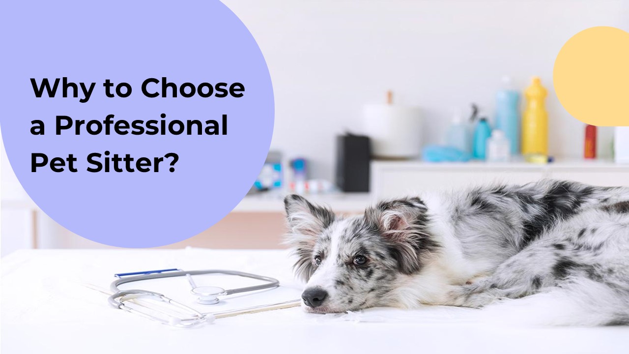 Why to Choose a Professional Pet Sitter- Pawspace