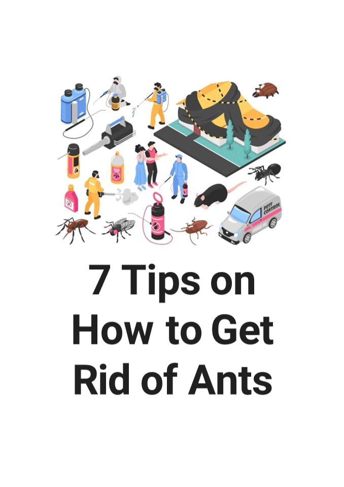 PPT 7 Tips on How to Get Rid of Ants The Pest and Termite Co