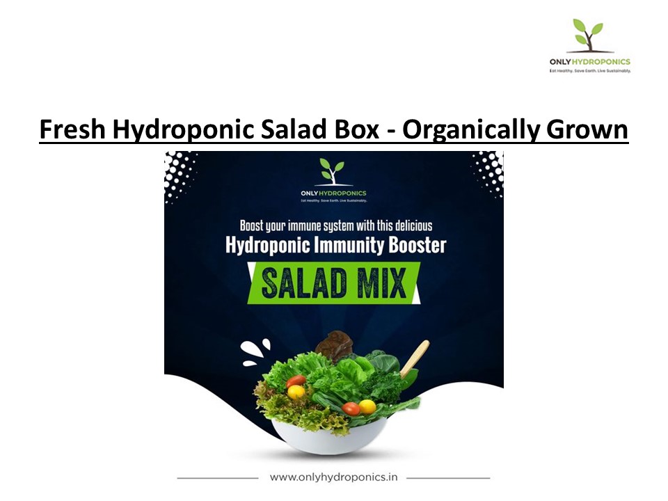 Fresh Hydroponic Green Salad