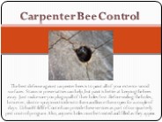 Urban Wildlife Control Animal & bee Removal
