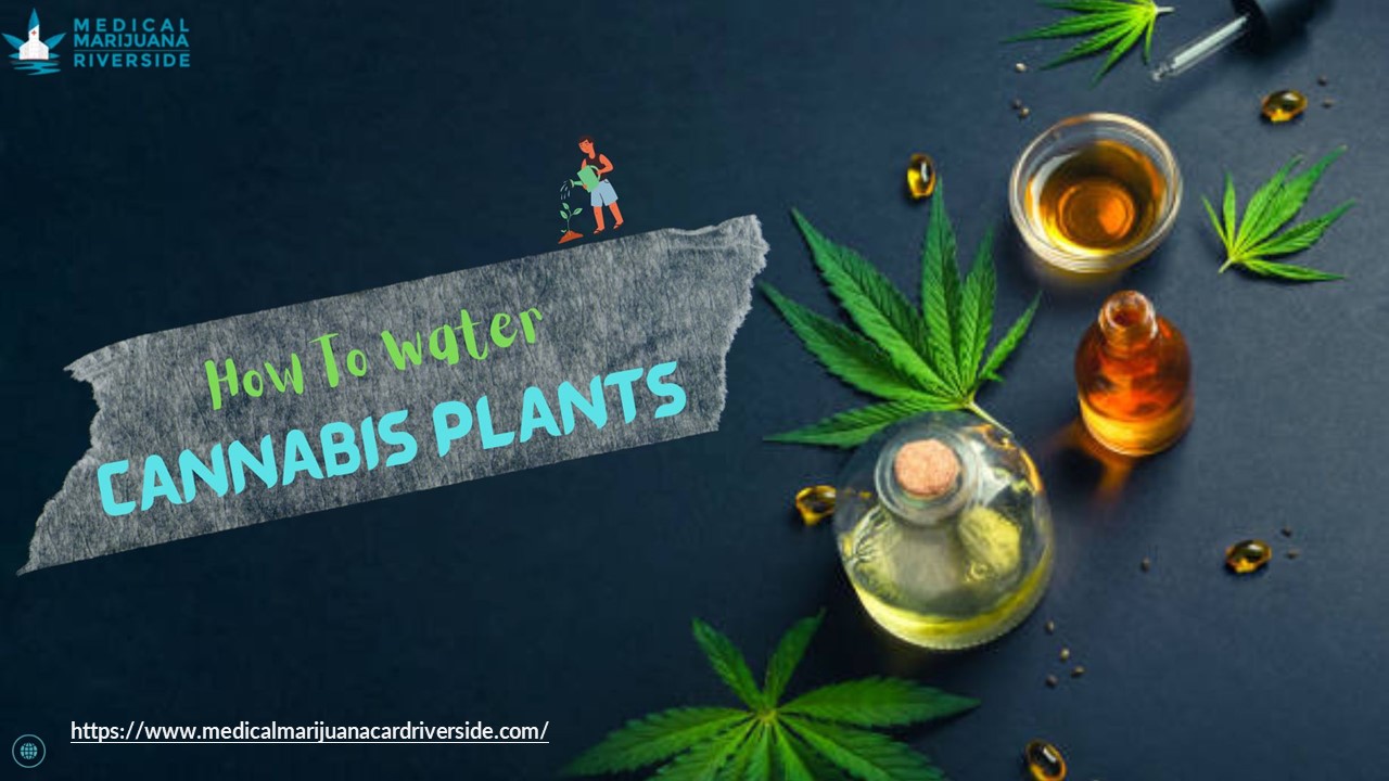 Get To Know How To Water Cannabis Plants