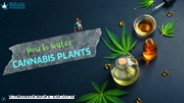 Get To Know How To Water Cannabis Plants