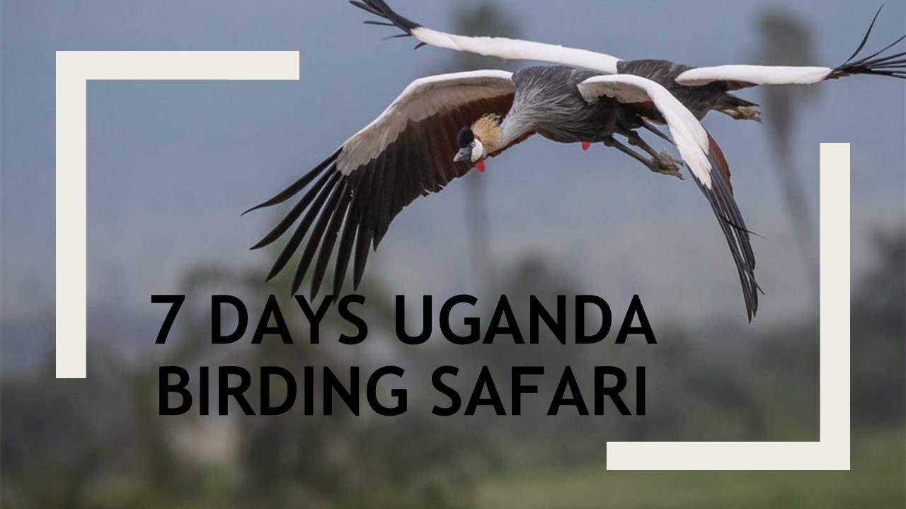 7 Days Uganda Birding Safari