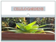 Selection of Drought-Tolerant Plants