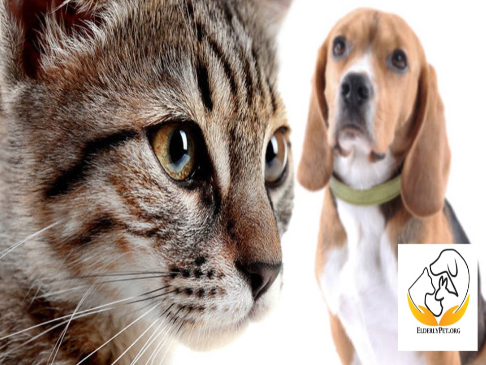 Caring for senior dog (1)