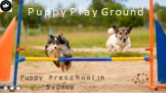 Puppy PreSchool Sydney