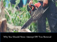 Why You Should Never Attempt DIY Tree Removal