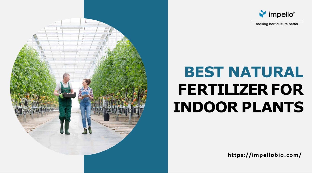 PPT A Guide You Must Read to Choose The Best Organic Fertilizer for
