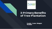 3 Primary Benefits of Tree Plantation