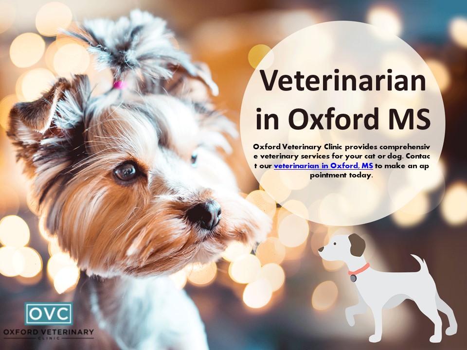 Best Vets in Oxford, MS