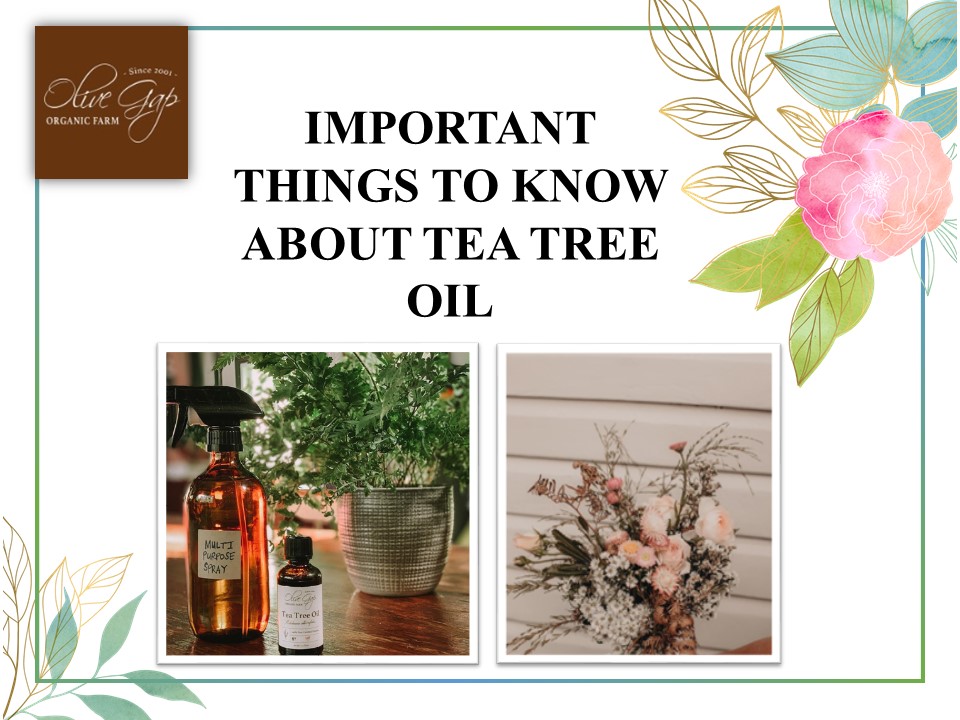 IMPORTANT THINGS TO KNOW ABOUT TEA TREE OIL