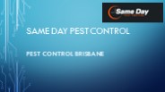 Pest Control Brisbane