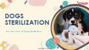 Pros And Cons Of Dogs Sterilization
