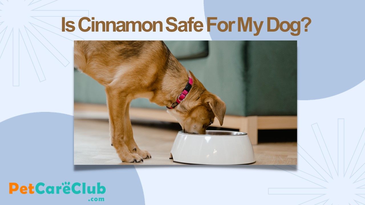 PPT Is feeding Cinnamon to your Dog is safe or not? PowerPoint
