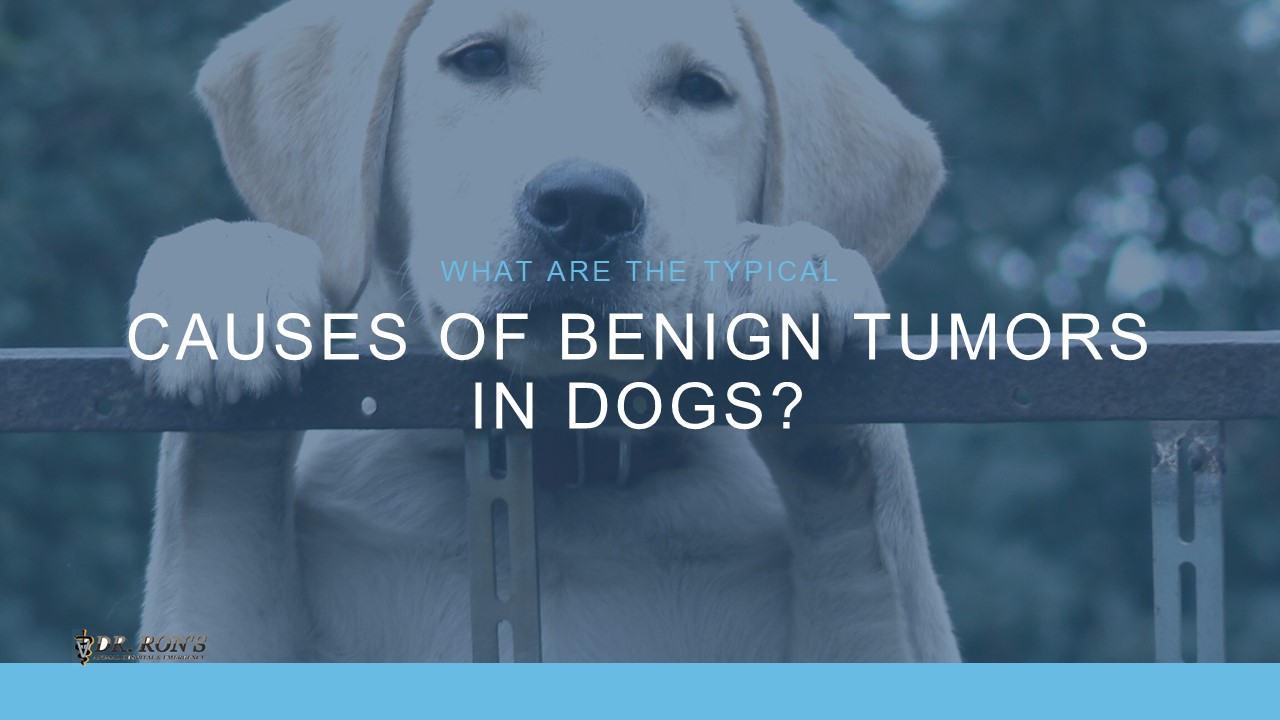PPT What are the Typical Causes of Benign Tumors in Dogs PowerPoint