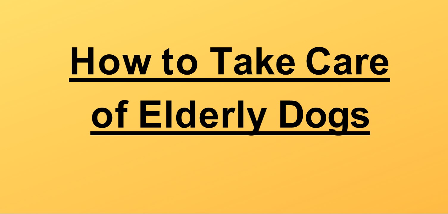 PPT Senior Dog Care PowerPoint presentation free to download id