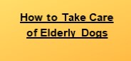 Senior Dog Care