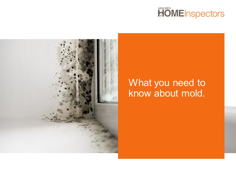 What you need to know about mold.